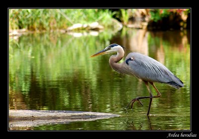 The Great Blue Heron (Ardea herodias).jpg