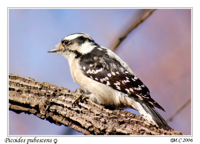 Downy woodpeckers (Picoides pubescens)f