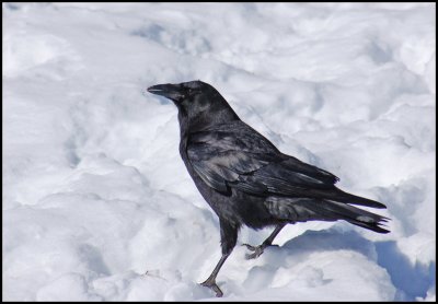 Common Raven (Corvus corax).jpg