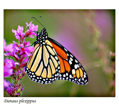 monarch 2.jpg