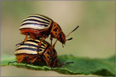 Colorado potato beetle (Leptinotarsa decemlineata)jpg