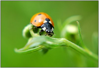 Lady bird.jpg