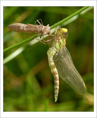 Aeshna cyanea