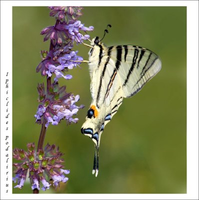  Scarce Swallowtail (Iphiclides-podalirius)2