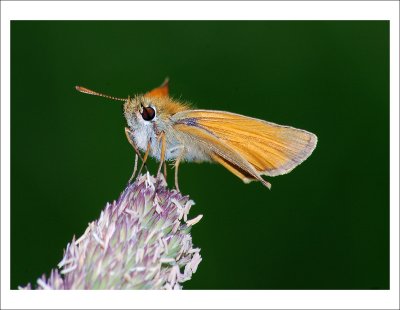 The Small Skipper (Thymelicus sylvestris)