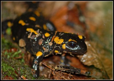 Fire salamander - Salamandra salamandra