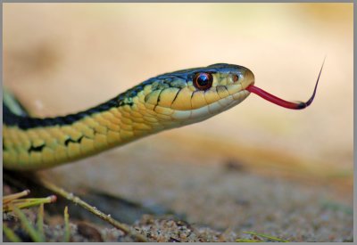 Garter snakes