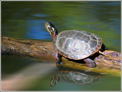 The Painted Turtle (Chrysemys picta)