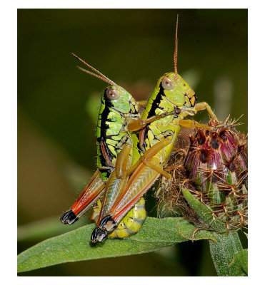 grasshopper-in-love.jpg