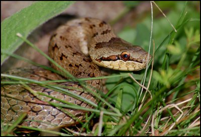 Smooth snake(Coronella austriaca)