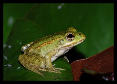 The Edible Frog (Rana kl. esculenta)