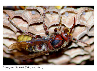 European-hornet.jpg