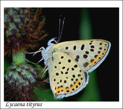 Lycaena tityrus s.jpg