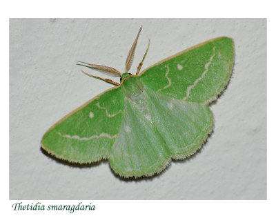 Thetidia smaragdaria .jpg