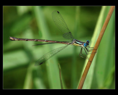 Damselfly