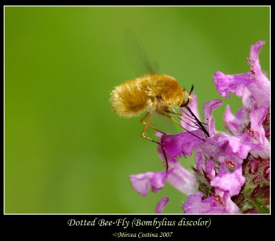 Dotted-Bee-Fly (Bombylius discolor)