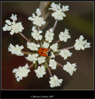 Lady-bug