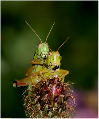 grasshoper sex