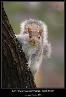 Eastern-gray-squirrel