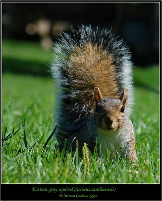 Eastern-gray-squirrel