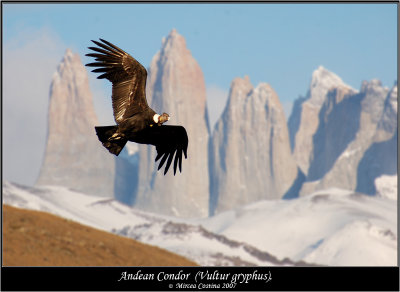 Andean-Condor.jpg