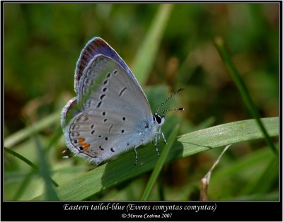 Eastern-tailed-blue