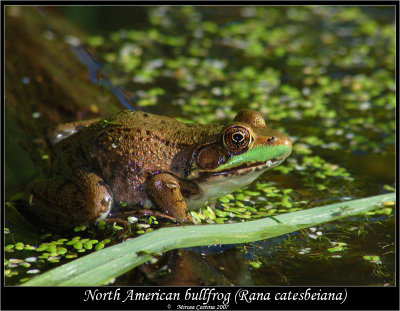 North-American-bullfrog