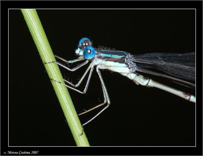 Damselfly y