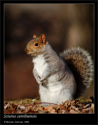 Eastern-gray-squirrel