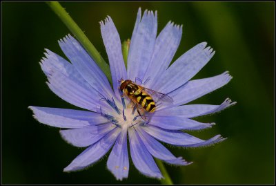 Chicory--Hoverfly