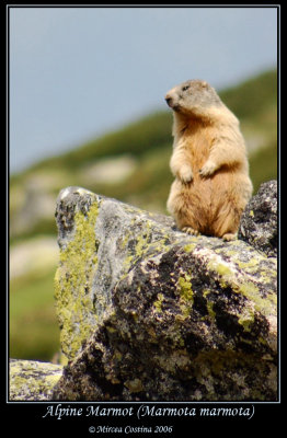 Alpine Marmot Marmota marmota.jpg