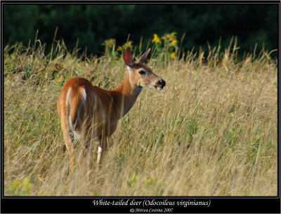 white-tailed-deer1.jpg
