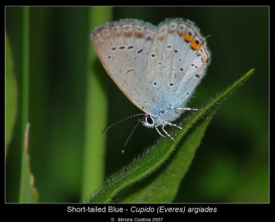 Short-tailed-Blue