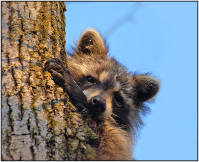 Common Raccoon (P. lotor)