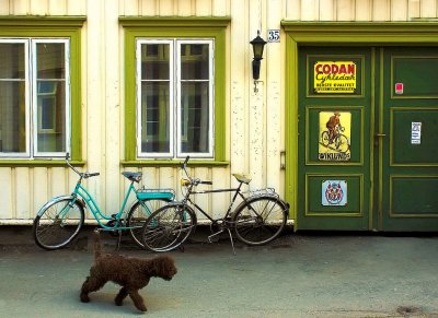 A dogs walk at Bakklandet