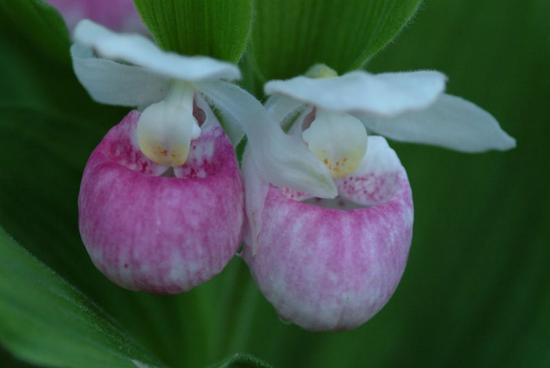 Showy Pink Lady Slipper