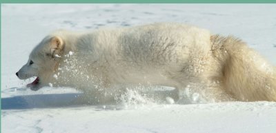 Arctic Fox