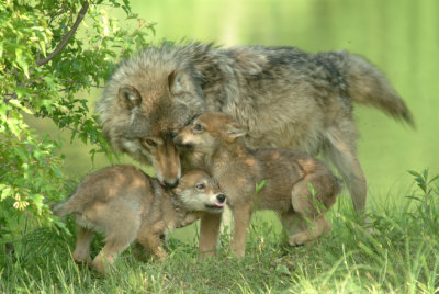 Grey Wolf & Pups