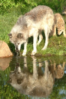 Grey Wolf & Pup Reflection