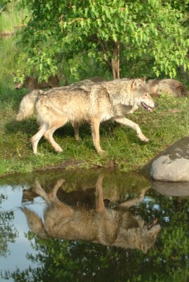 Grey Wolf Reflection