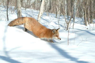  Red Fox