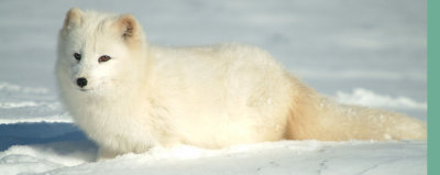 Arctic Fox