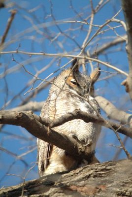 Great Horned Owl
