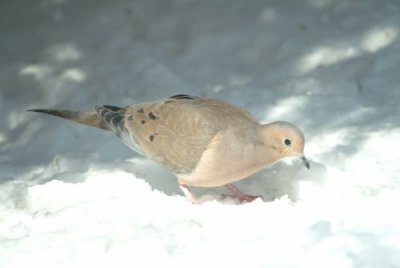Winter Dove