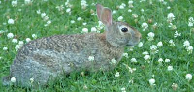 Bunny in the Clover