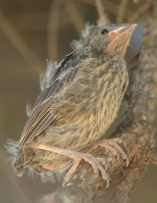 Baby Chipping Sparrow