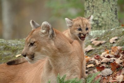 Cougar & Kitten
