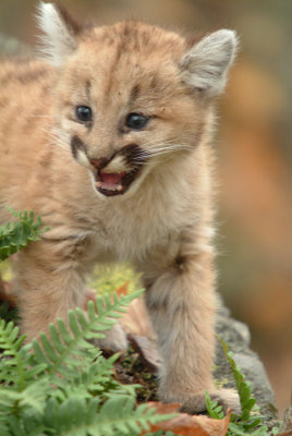 Baby Cougar
