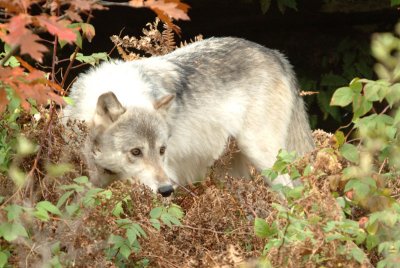 Grey Wolf in Fall Color