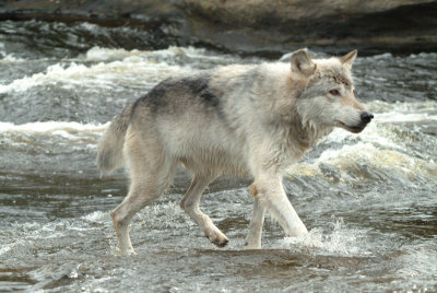 Grey Wolf on Kettle River